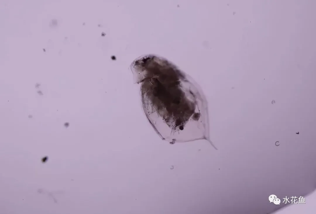 浮游动物与水产养殖:不能多也不能少,保障水生态系统的生物平衡
