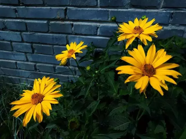 每日正能量—善良，是一朵开在心灵上的花