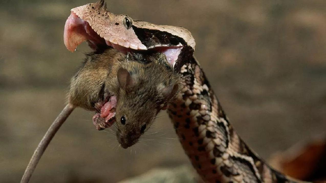 How do venomous snakes and nonvenomous snakes kill their prey? iNEWS