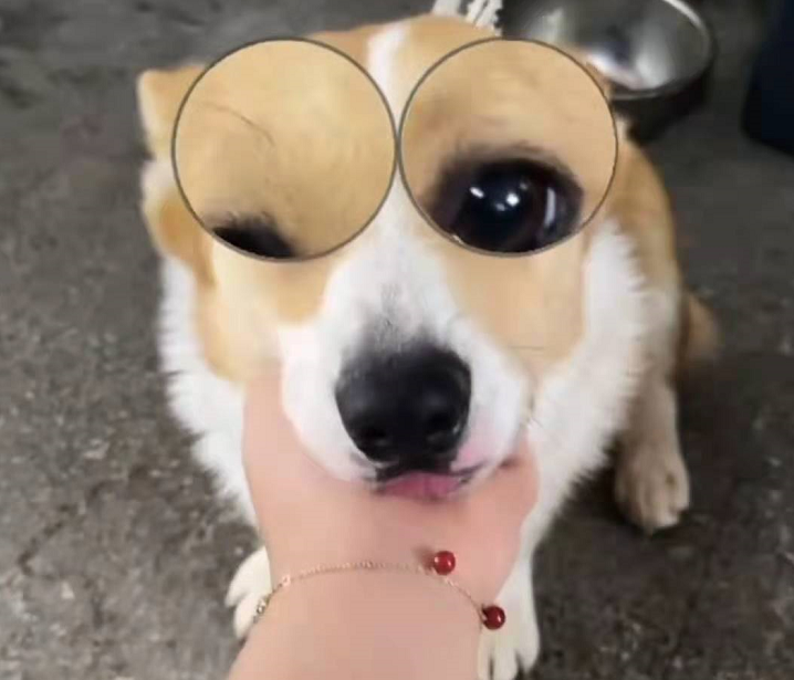 11岁王诗龄近照太美！挑染灰发气质成熟，戴定制款手链豪宅内玩狗