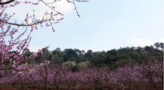 云南省建水县：花漾建水梨花季 乡村振兴育先机