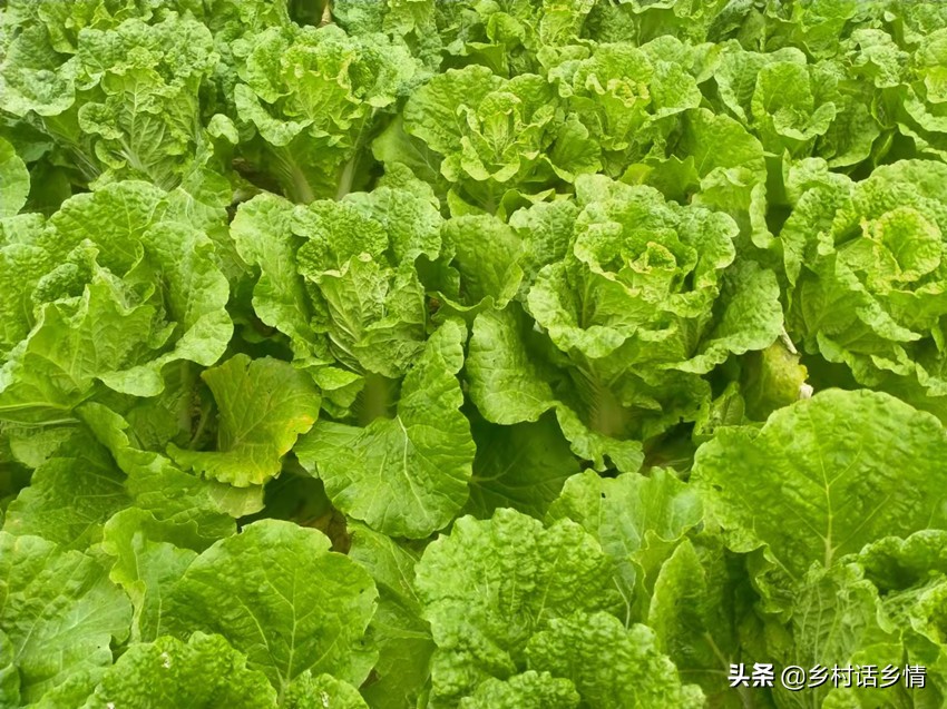 过了白露节，白菜和萝卜这两个要点别忽略，高产奥秘就在这