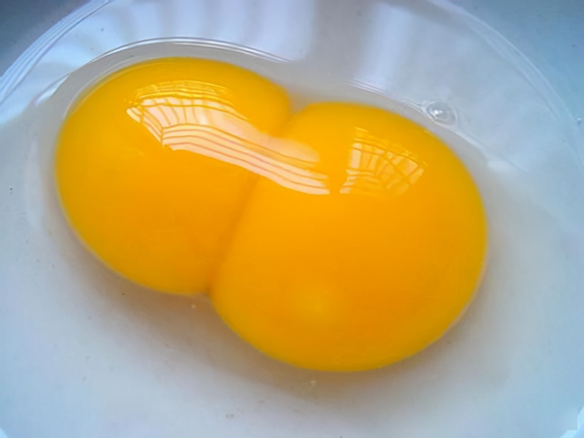 雙黃蛋可以孵出小雞嗎？如果能，是1隻還是2隻呢？