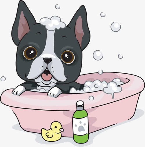 给狗狗洗澡的6个误区，你可能也在做