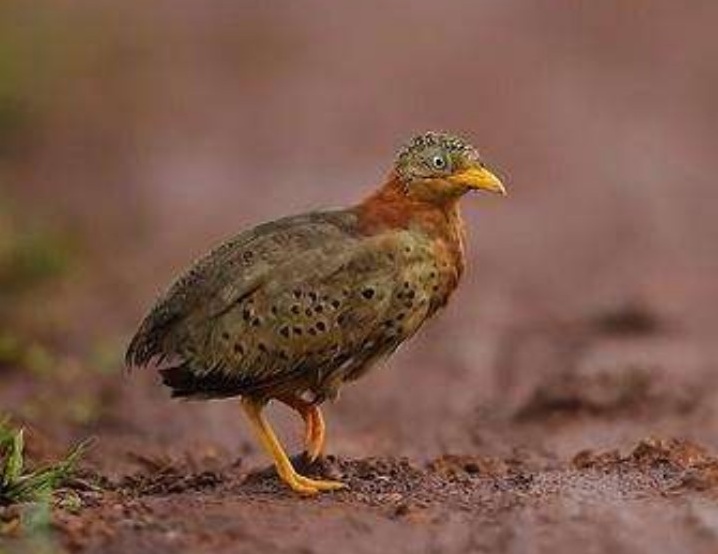 乡间的“老牛哞 ”，叫声如牛哞，被误认为是“