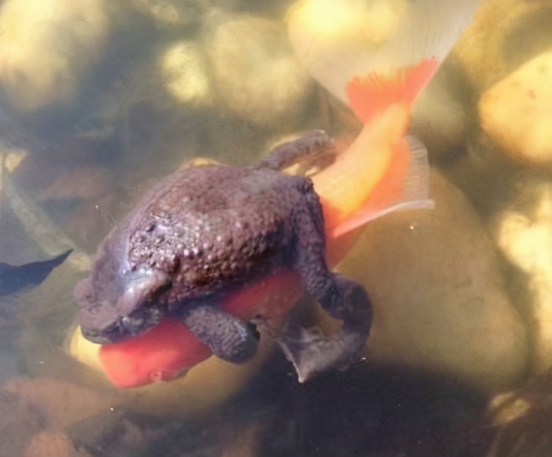 一群盘古蟾蜍奋力地想跳到一只大鲤鱼的头上,最后由一只身强力壮的
