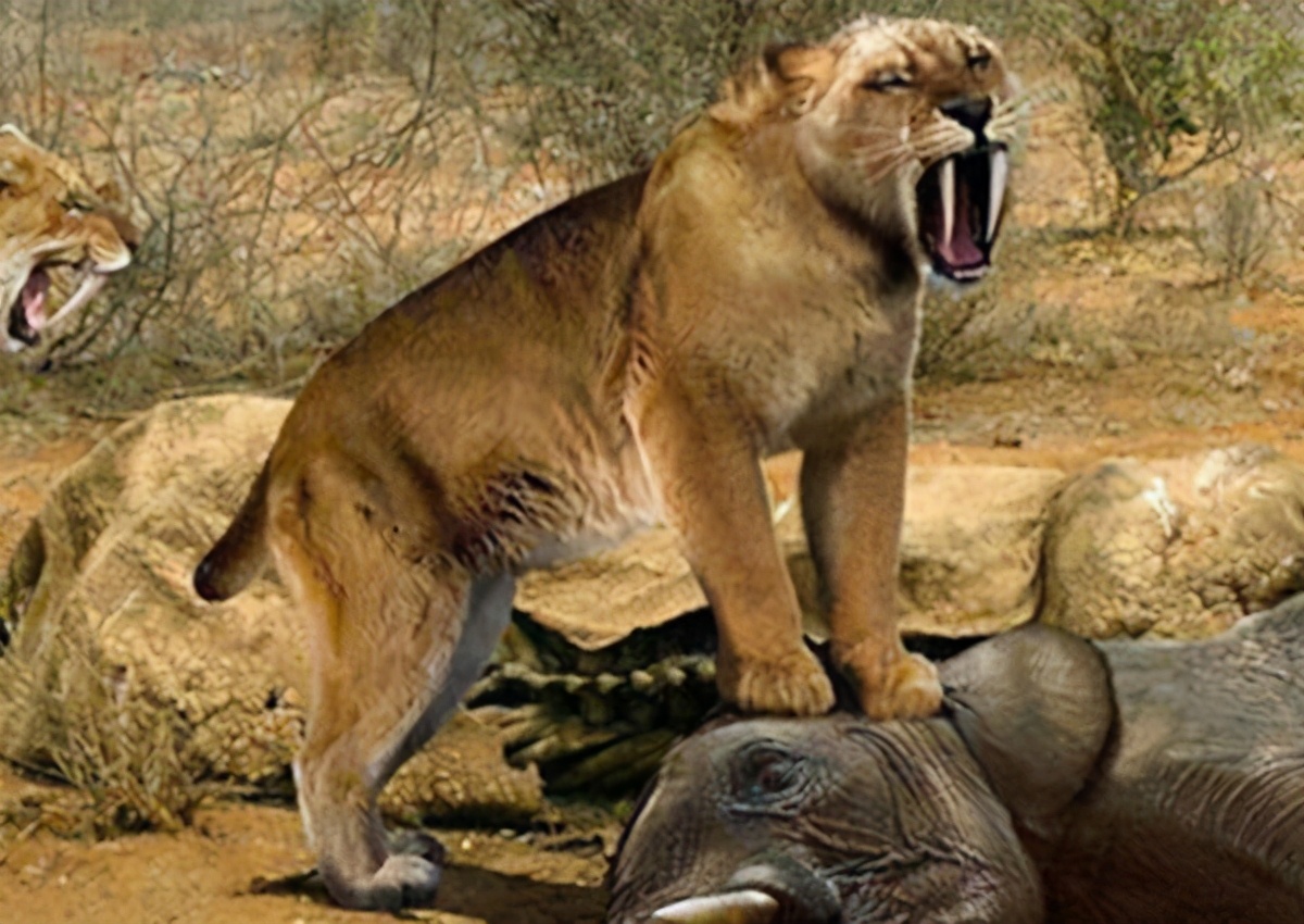 Why did the saber-toothed tiger with 28 cm fangs starve to death when ...