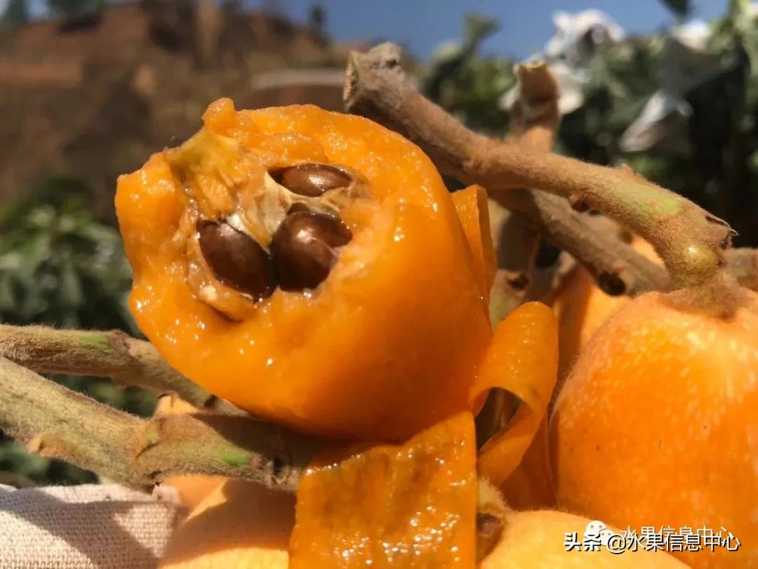 中國(guó)到底哪里的枇杷最好吃?