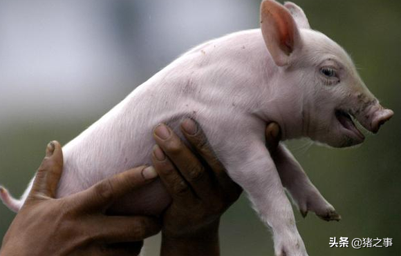 实用！学会这“10看”买小猪，外行也能成为“半