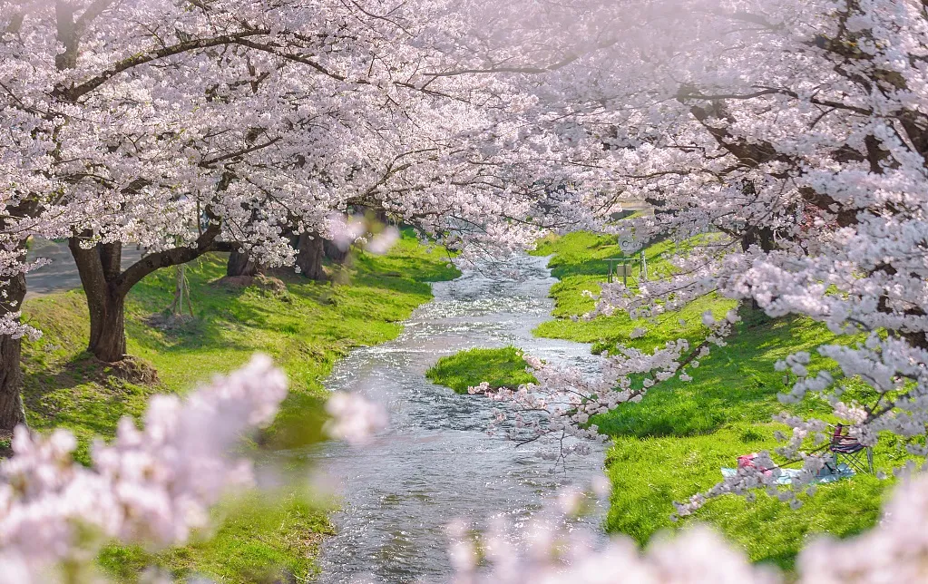 日本俳句中的季語 浪漫到極致 頭條匯