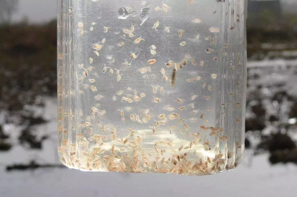 水蛛(水蚤)的高产培育:小苗最适口天然饵料,对水花育苗至关重要