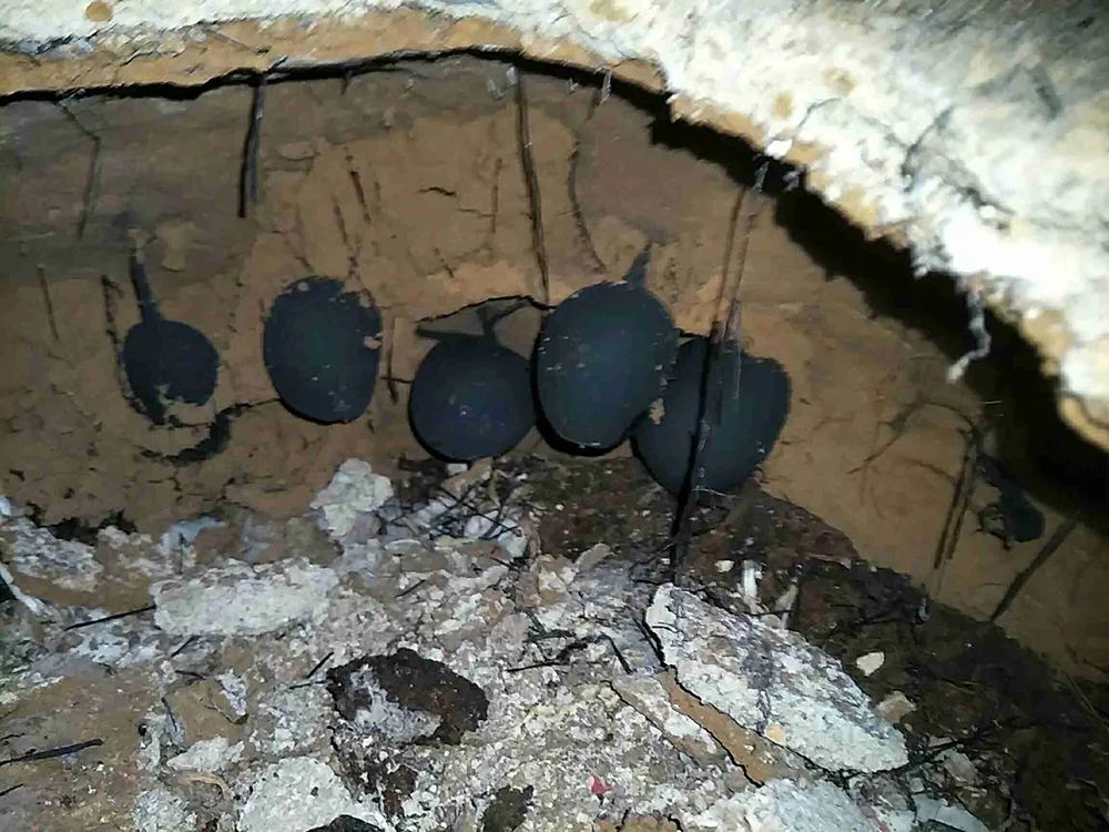 The fungus that grows in termite nests is more expensive than gold. Why are those who dig it unwilling to sell it?