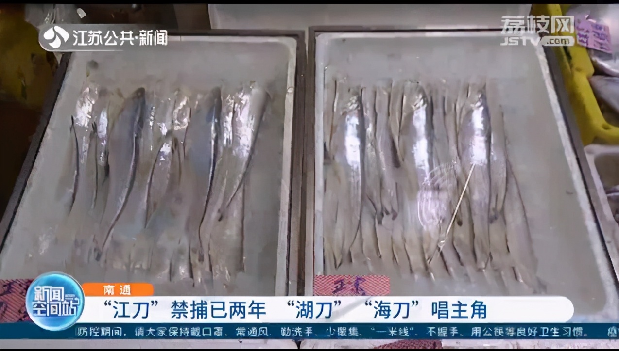 长江刀鱼禁捕已两年，&ldquo;湖刀&rdquo;、&ldquo;海刀&rdquo;唱主角