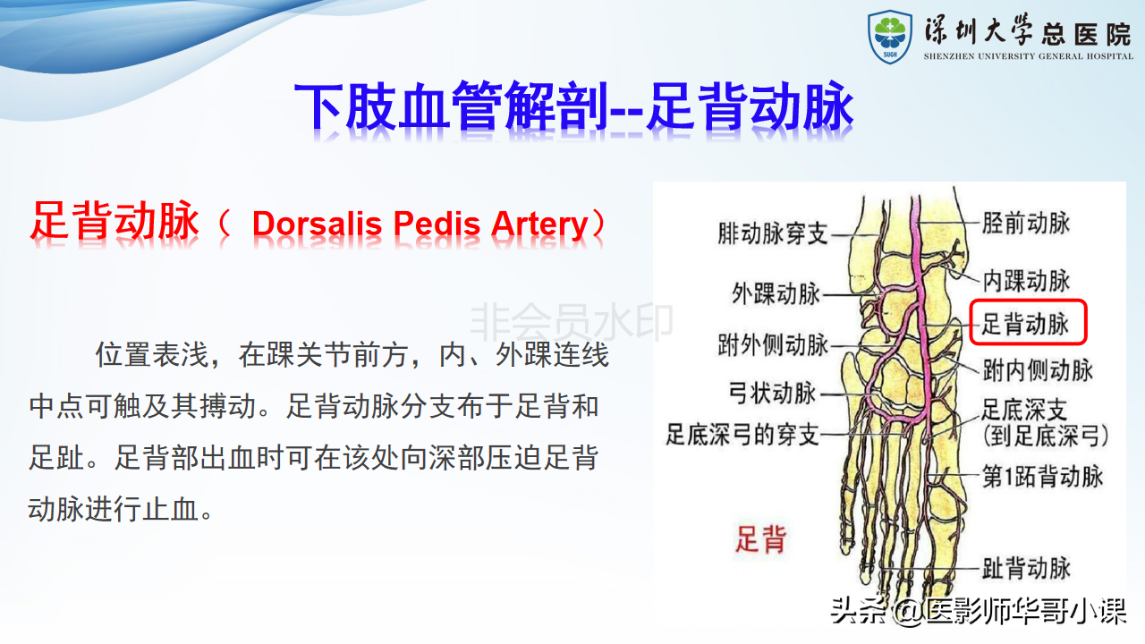磁共振非增强双下肢血管MRA
