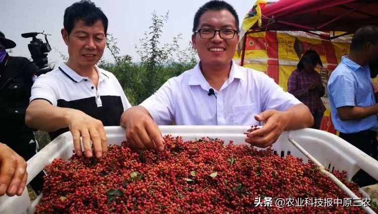 掌握好花椒生长初果盛果和衰老四个阶段，生长可达40年