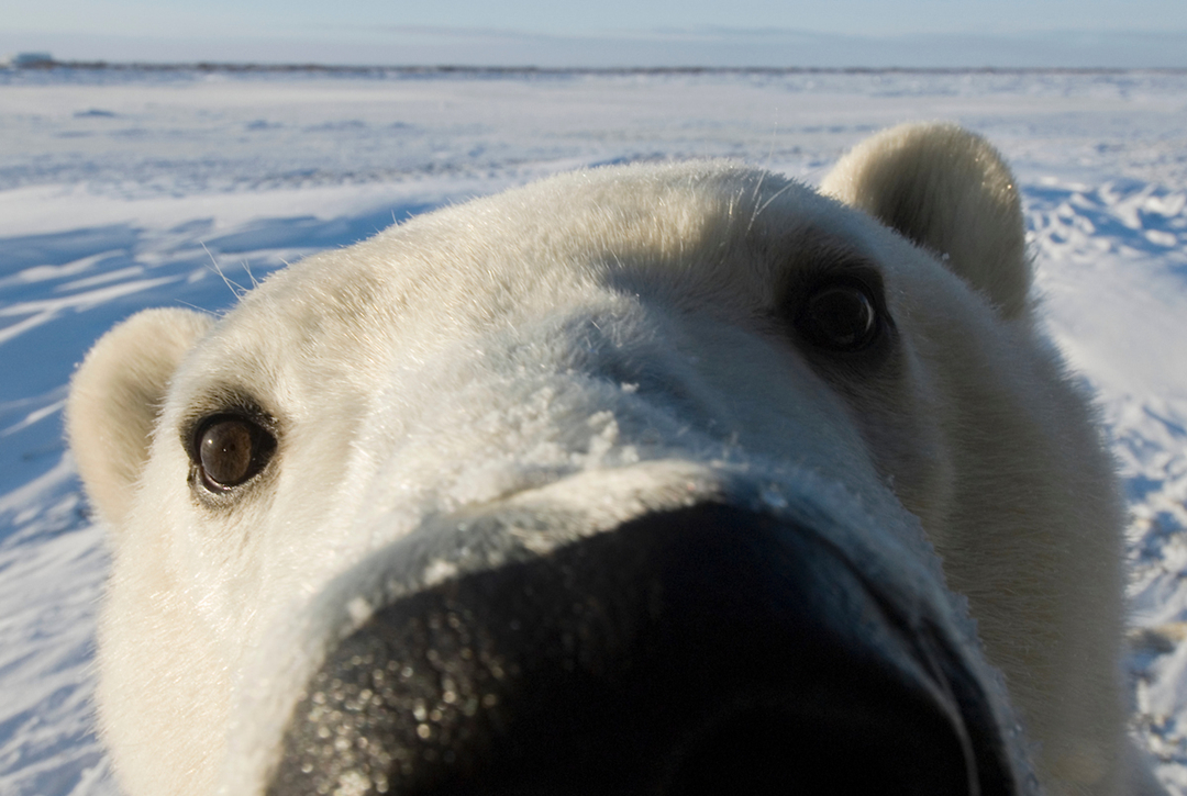 The polar bear stunned the walrus accurately by throwing a big rock