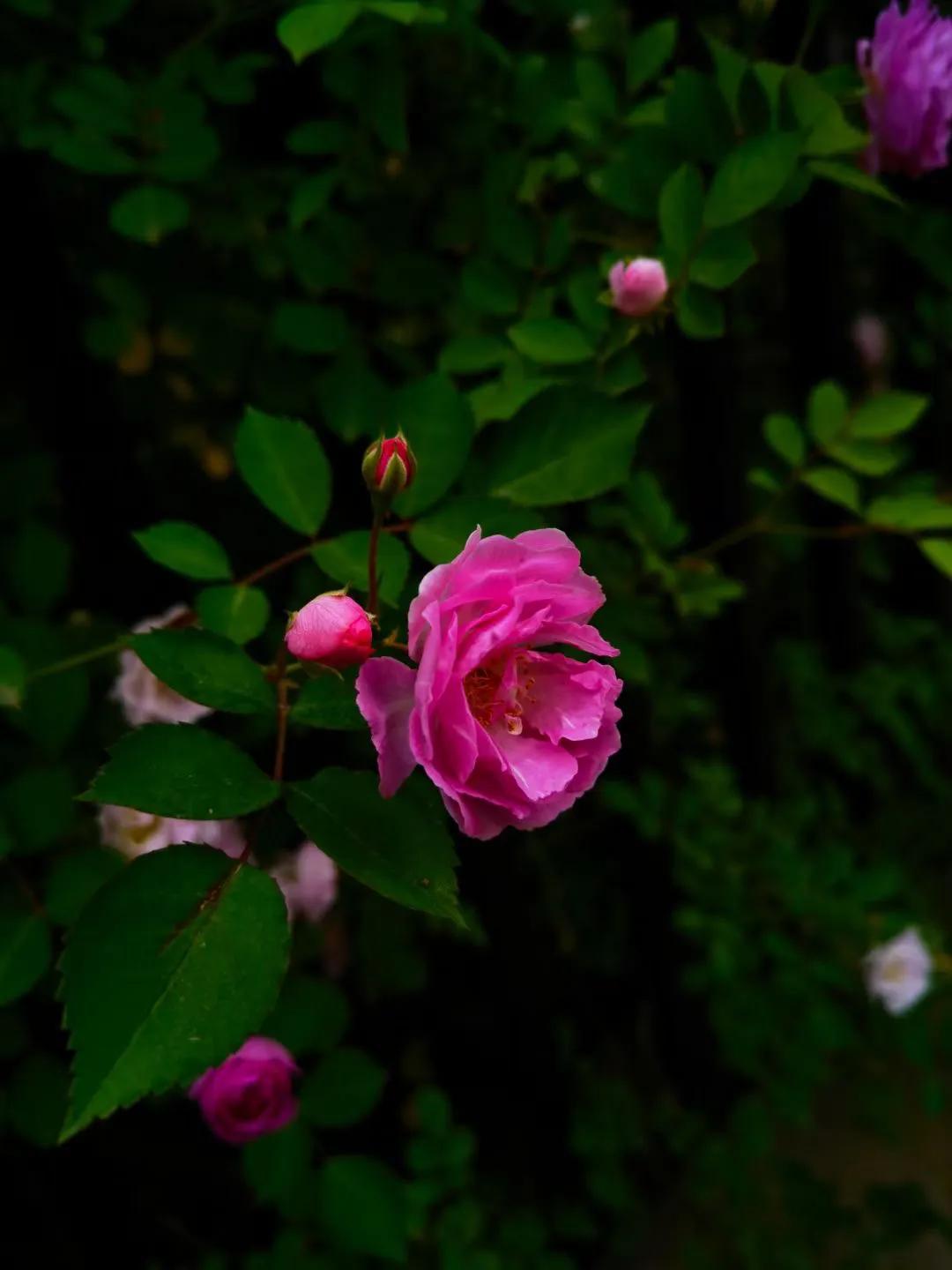雨后 蔷薇之恋 资讯咖
