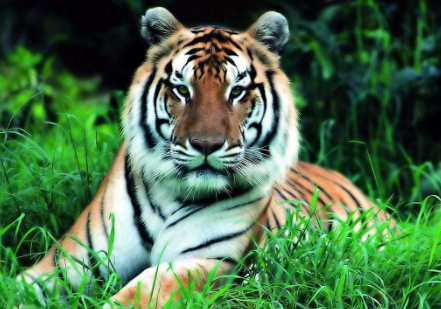 食人虎，流窜两国吃下436人，人们将它击毙之后