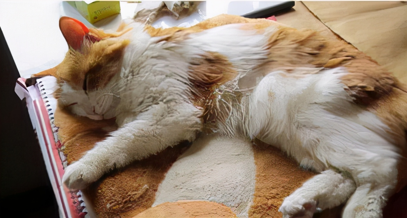 The Cat Suffers From parasites If You Don t Expel The Insects