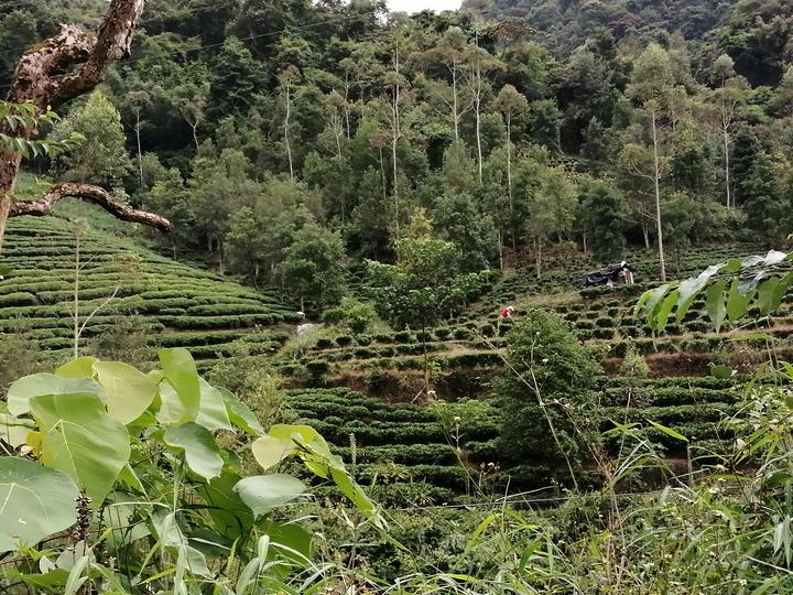 昭平大山裡的茶山 因為高德導航,我們從賀州到南寧,用了16小時,凌 22