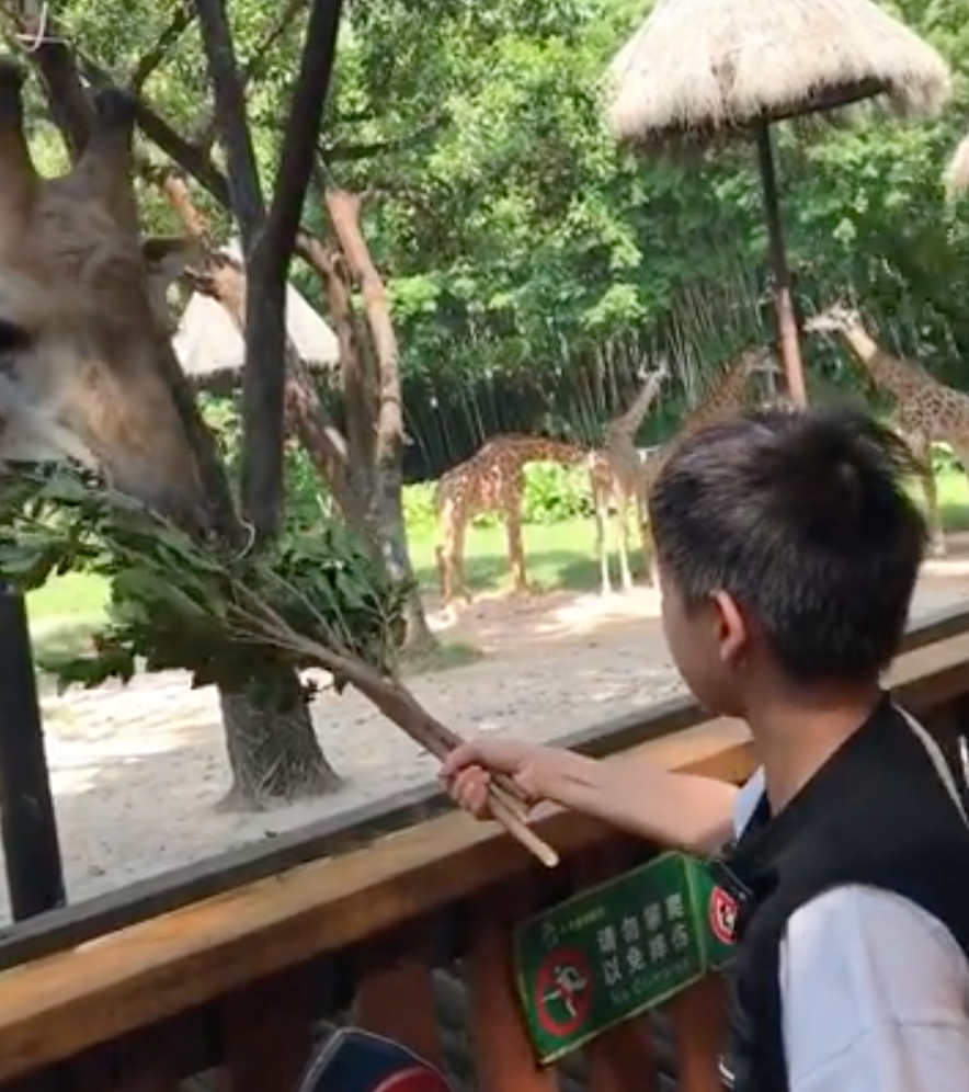 奥运冠军全红婵游动物园，喂食长颈鹿吓到后退，模仿猩猩逗笑众人