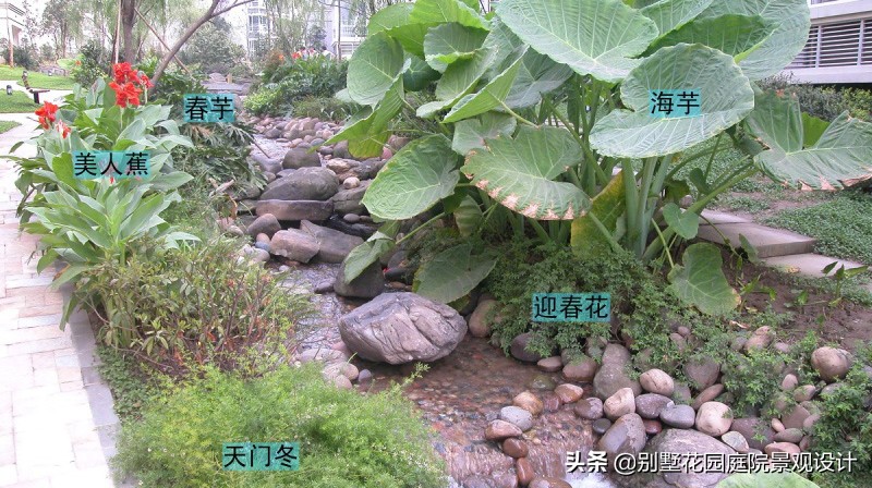 別墅庭院常用植物分享，附照片及名字標注（珍藏版）