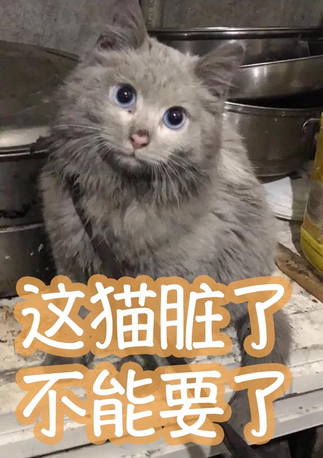 养宠家庭的“装修秘笈”┃ 东方一木科普