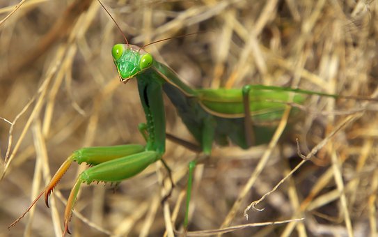 螳螂灵敏好斗，捕食时所用时间仅有0.01秒，可捕食40余种害虫