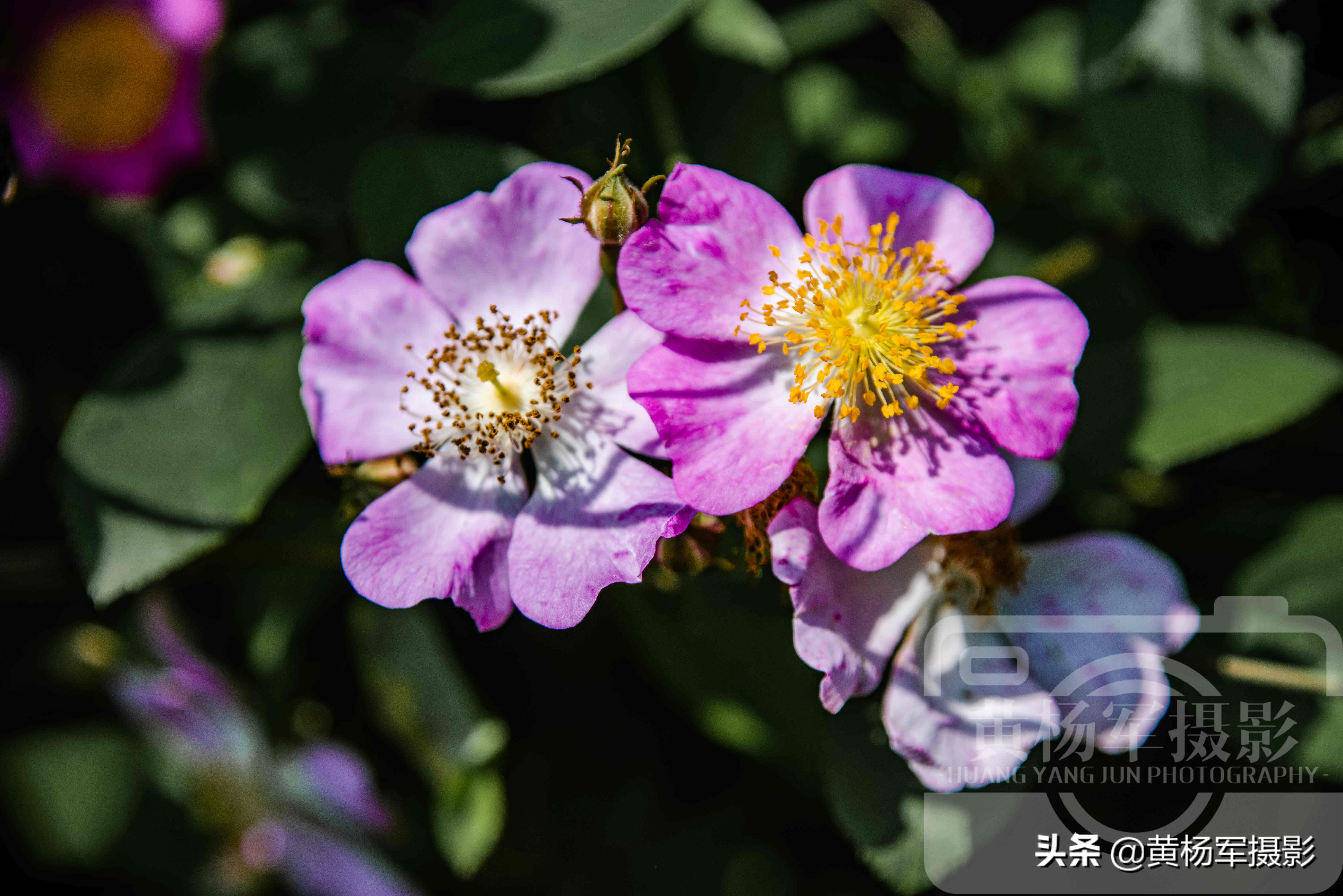 春天裡美艷的野薔薇花 絢爛多彩的薔薇科花卉特好看 花開很嬌媚 Mp頭條