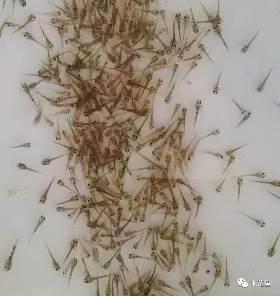 浮游动物与水产养殖:不能多也不能少,保障水生态系统的生物平衡