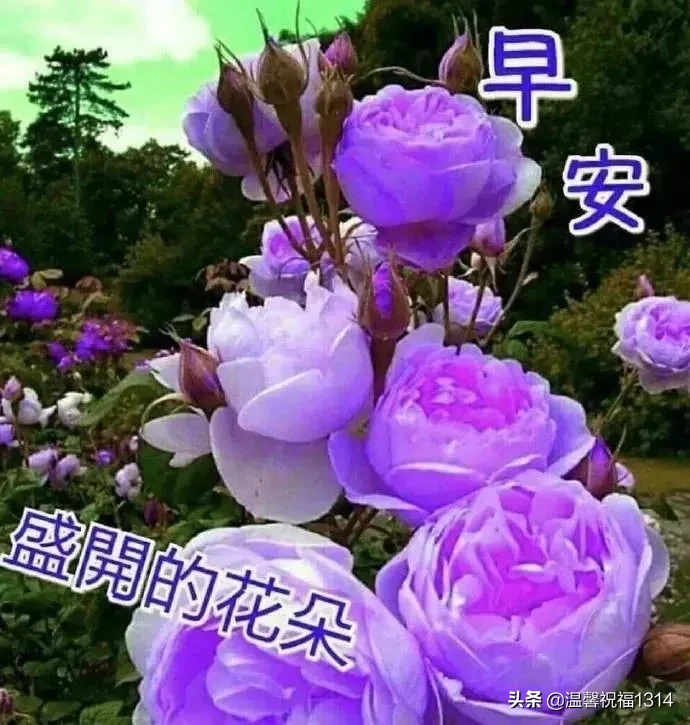 赞美早起的经典句子图片（附正能量满满的早安问候语） 第37张