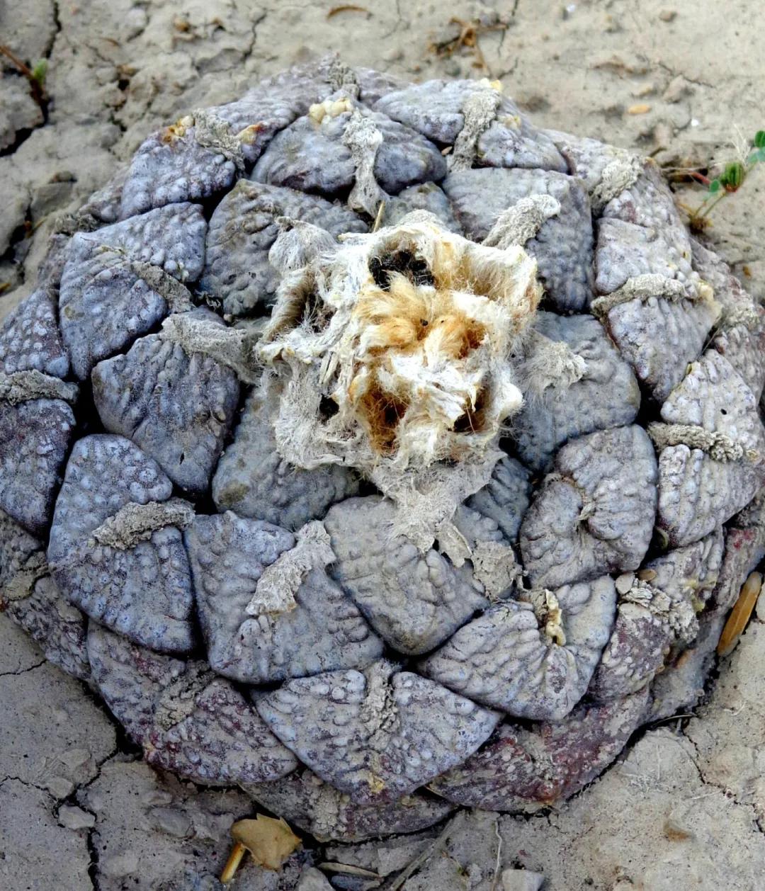 龜甲牡丹——Living Rocks（活著的石頭）