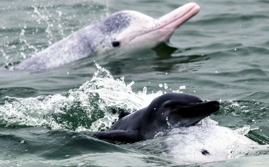 中华白海豚带崽春游，同为水中大熊猫，它和白鳍豚有什么不同？