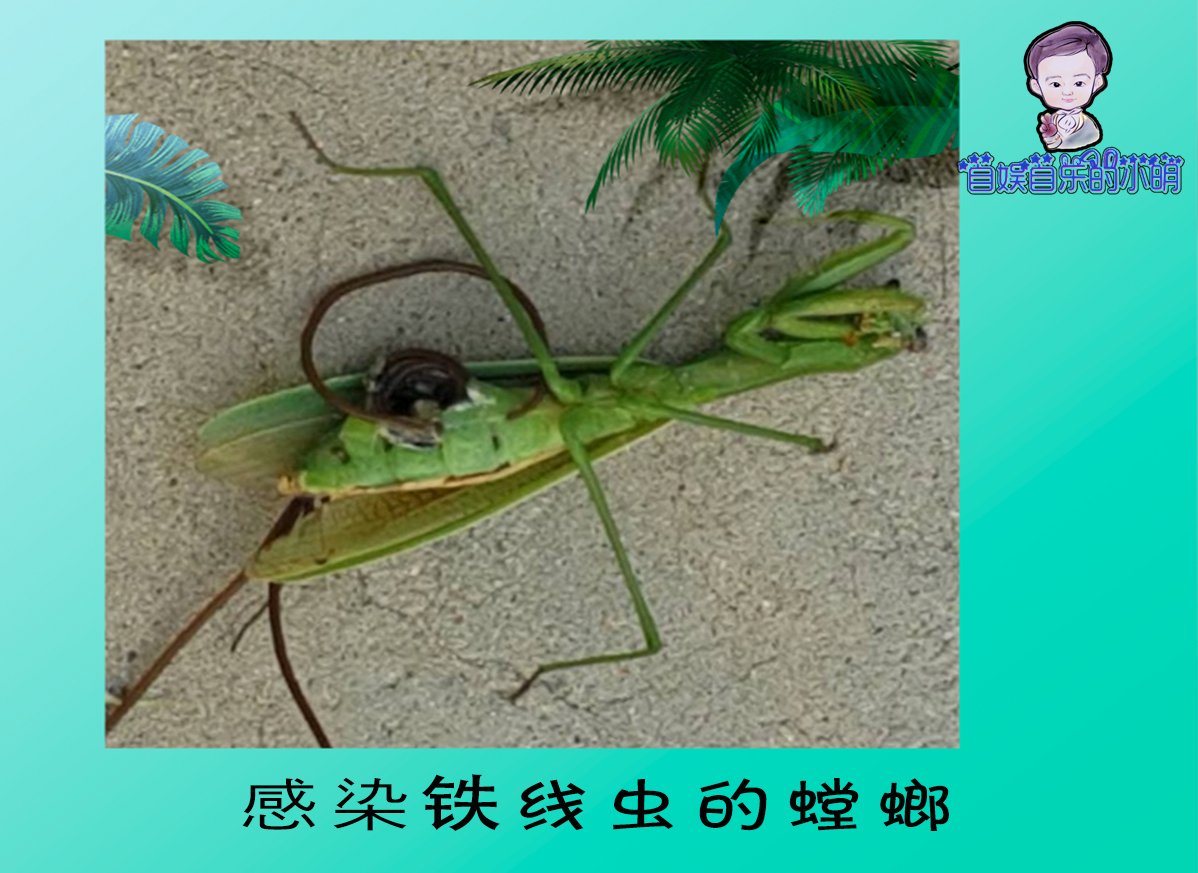 寄生虫系列之一 青蛙为什么长出这么多条腿 资讯咖