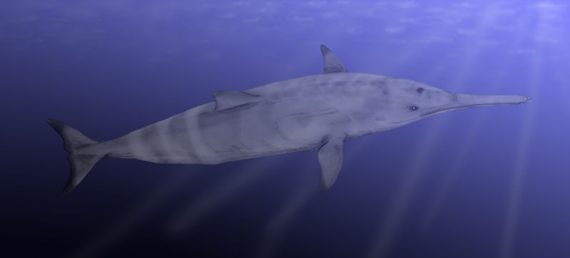 鲸的进化史鲸不是鱼曾经也生活在陆地上它和河马是近亲