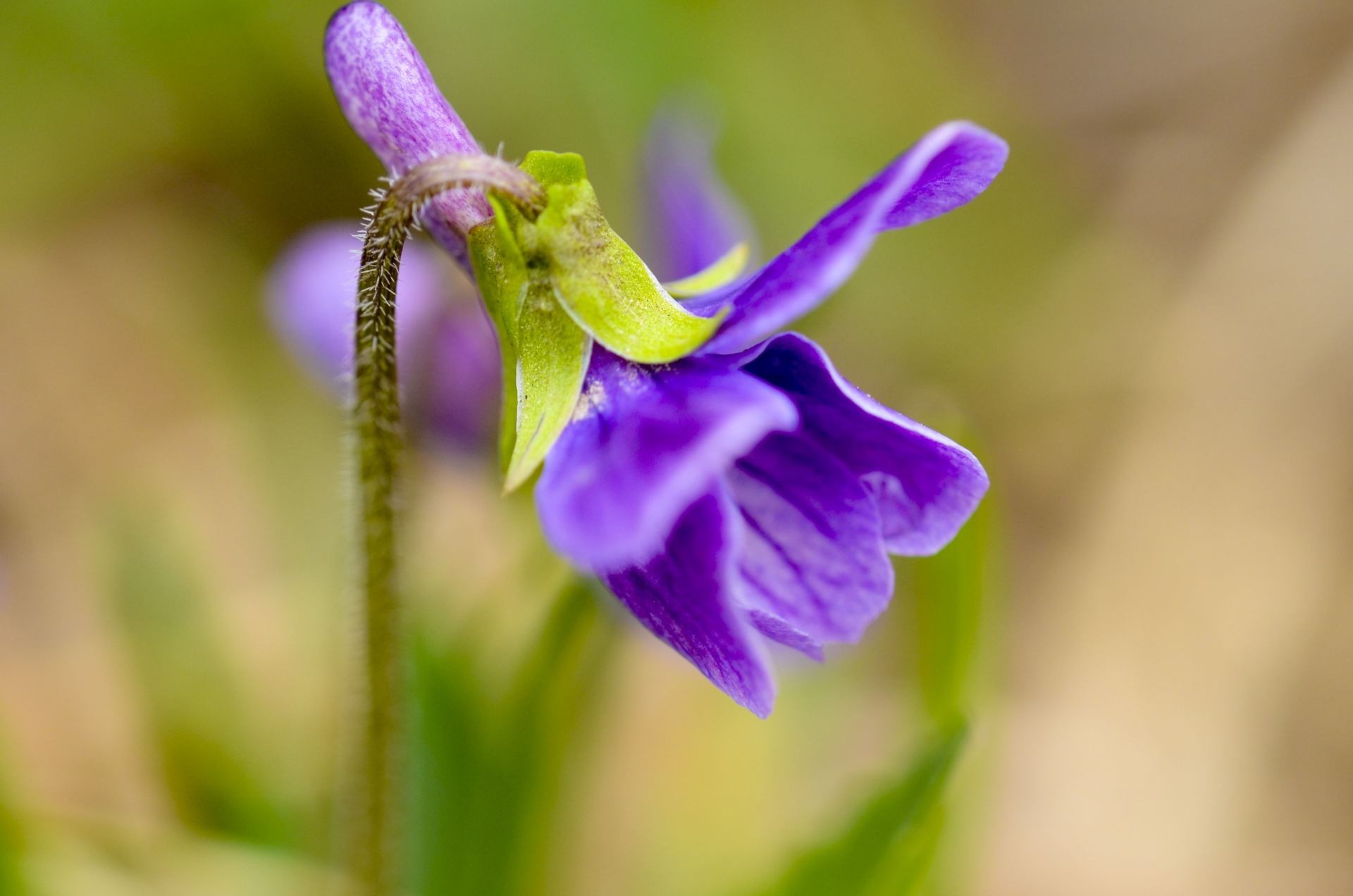 紫花地丁不但看着漂亮而且还能吃，那么你知道该花怎么种植吗？