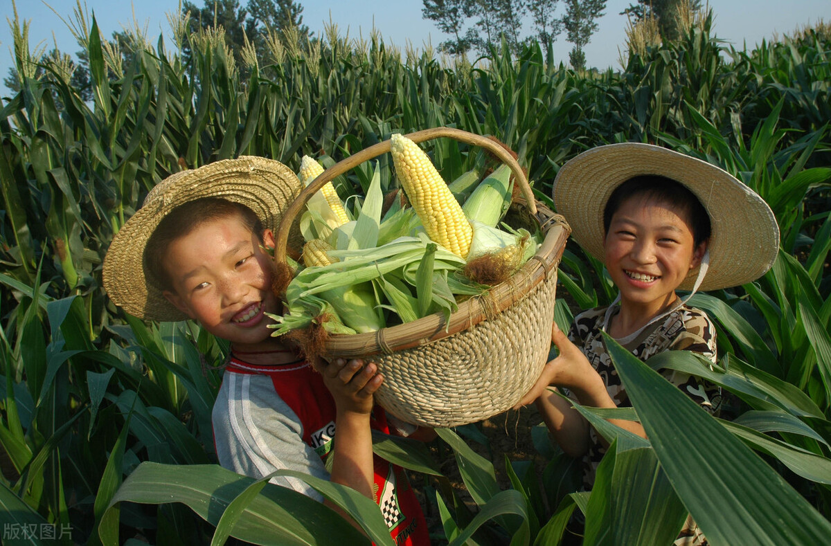 水煮玉米有技巧，多加1樣調料，煮出的玉米又香又甜糯