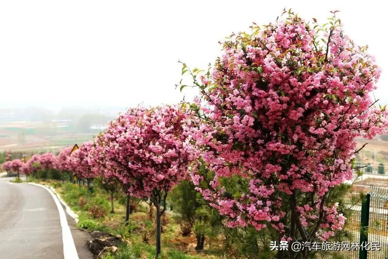 沂蒙马泉休闲园万亩樱桃花开,门票免费送啦