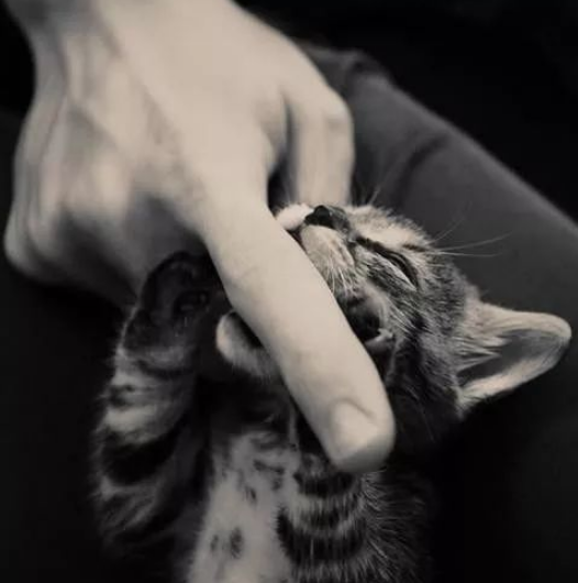 刚到家的小猫咪，一直咬人、抓人咋办？你需要了解一下