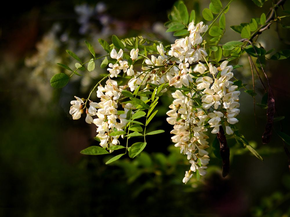 初夏花事 浮香一路到天涯 中国东盟传媒网