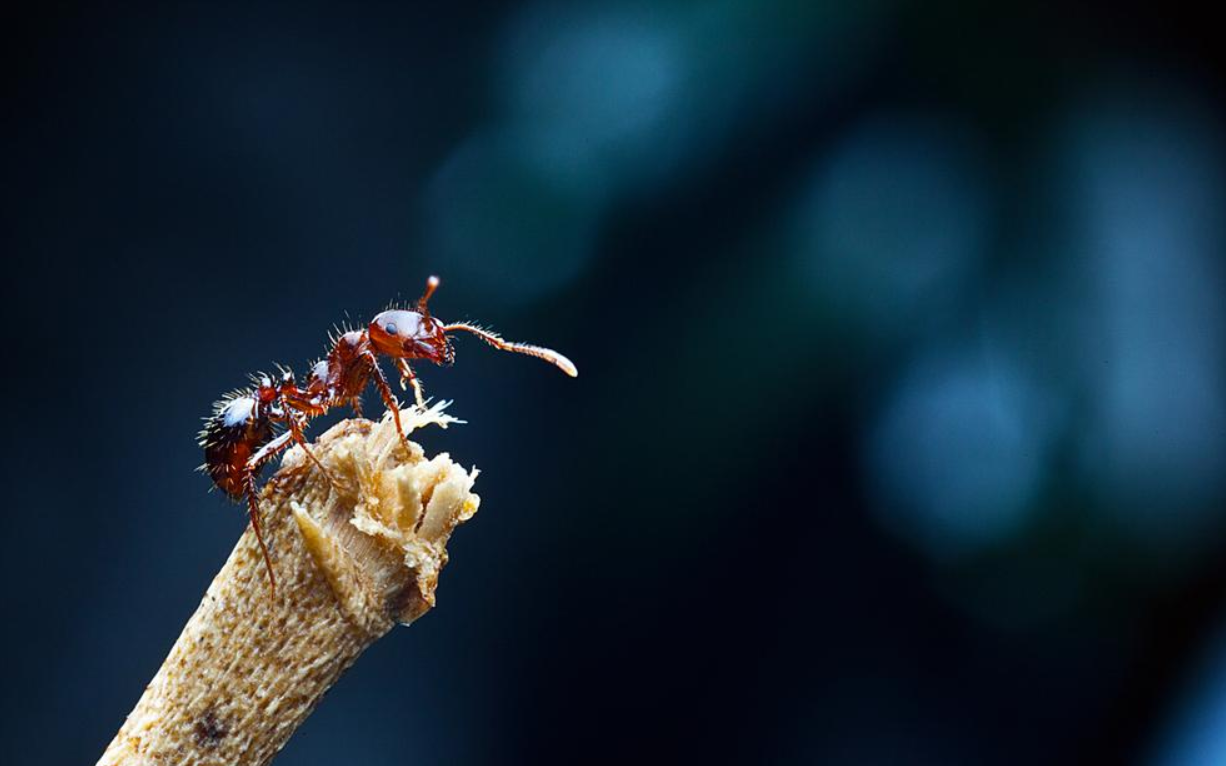 红火蚁扩至12省435个县市区，一窝24万只工蚁，有多恐怖？