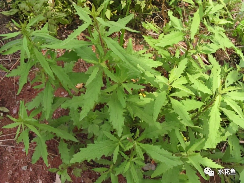 鱼类常见寄生虫病：使用中草药和常见植物的杀虫方法