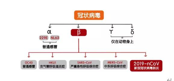 新型冠状病毒无确切解药？甘草酸制剂或可成为新冠肺炎治疗破局的希望？