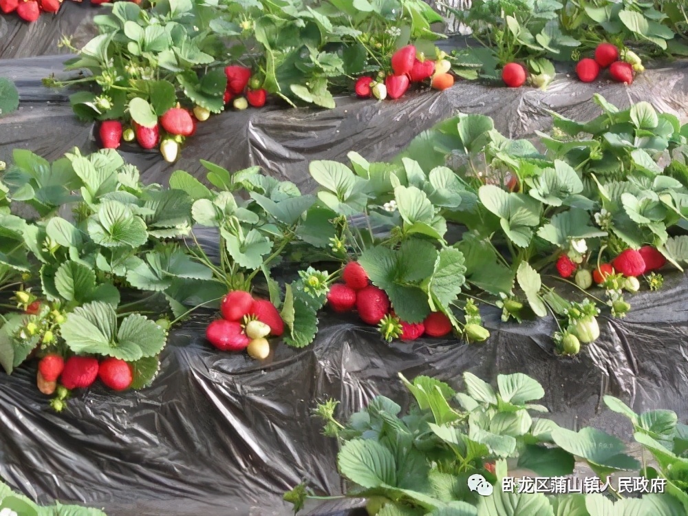 ��������ɽ���׽��Ļ����ν�����ɫ��Ʒչ����Ԥ����Ѫ��Ϯ