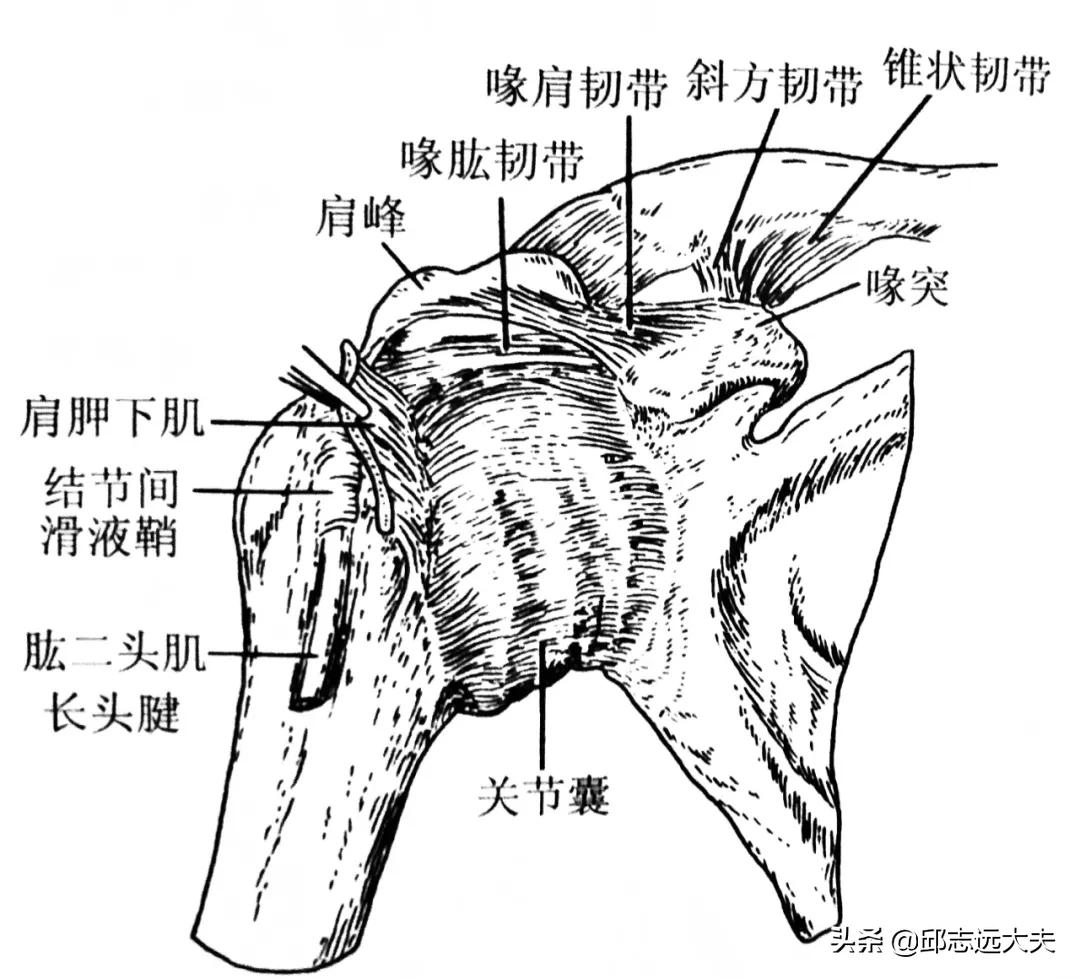 Treatment of shoulder arthritis iNEWS
