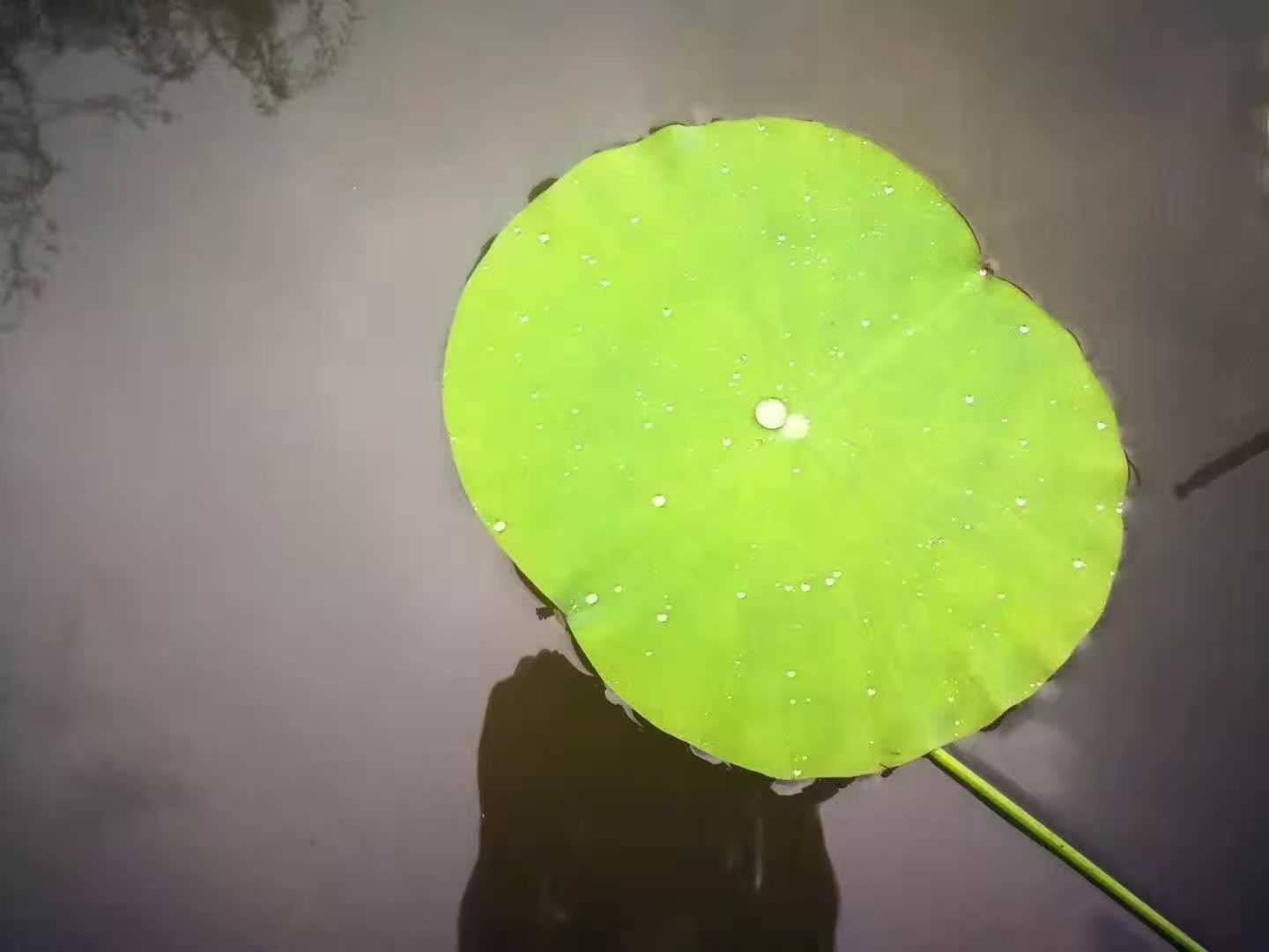 诗二首 题残荷