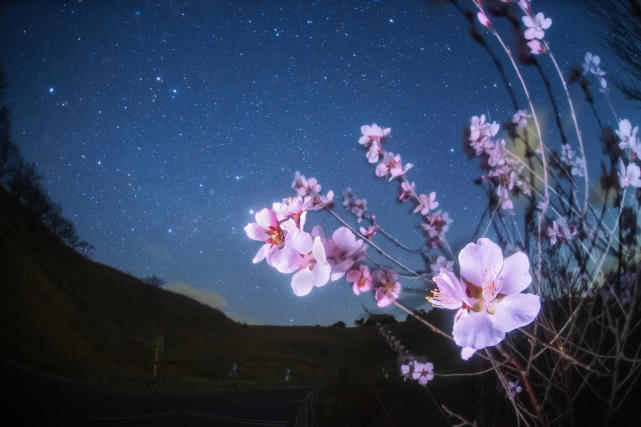 靜謐的夜色中，看花與星空的對話