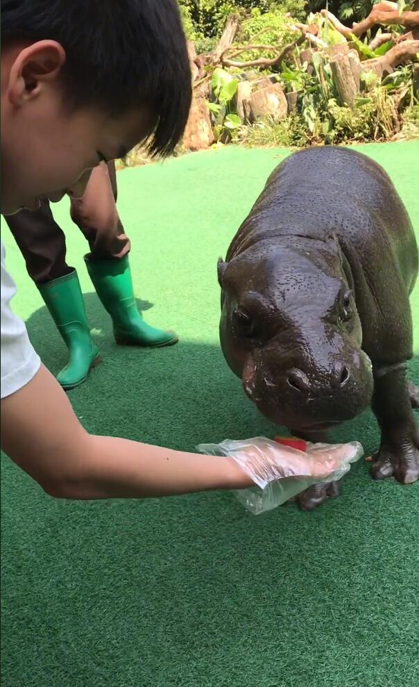 全红婵太开心了！接了广告后又逛动物园，还疑似入住超豪华酒店