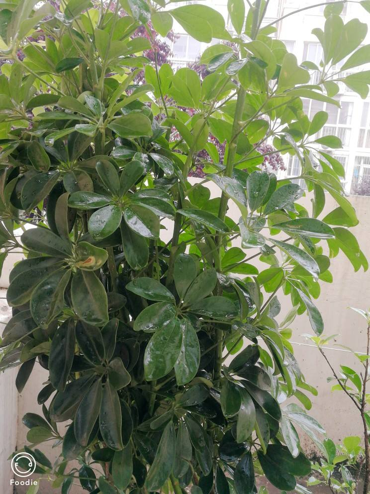 被動吸入“二手煙”真煩人，趕緊養盆“吸煙花”，凈化空氣效果好