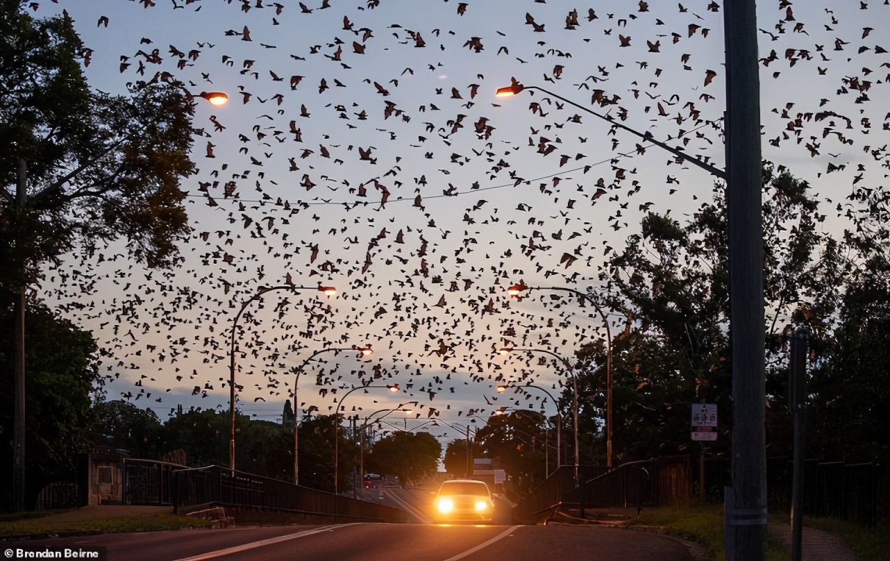 8万只蝙蝠入侵澳洲小镇，到处是粪便，恶臭不断，居民欲哭无泪